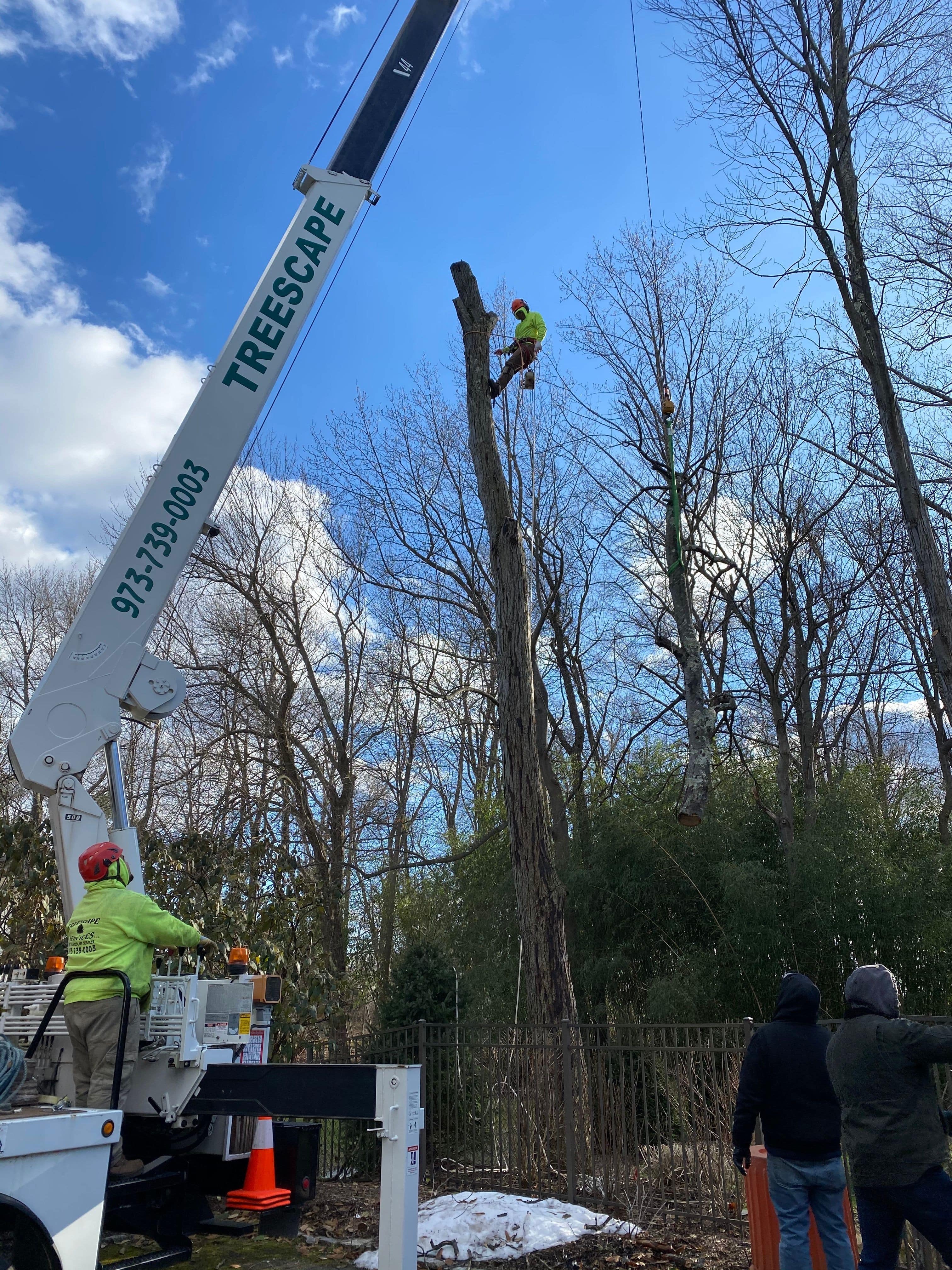 Working Together to Remove a Tree